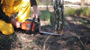 Best Tree Trimming and Pruning  in Ranchettes, WY