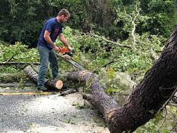 Best Tree and Shrub Care  in Ranchettes, WY